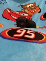Lightning McQueen, a male Schipperke for sale in Greenwell Springs, LA – Photo 3 of 6