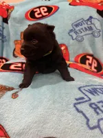 Lightning McQueen, a male Schipperke for sale in Greenwell Springs, LA – 6 of 7