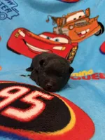 Lightning McQueen, a male Schipperke for sale in Greenwell Springs, LA – Photo 6 of 6