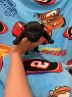 Lightning McQueen, a male Schipperke for sale in Greenwell Springs, LA – Photo 5 of 6