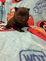 Lightning McQueen, a male Schipperke for sale in Greenwell Springs, LA – 4 of 7