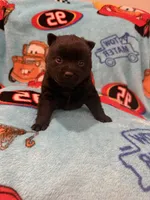 Lightning McQueen, a male Schipperke for sale in Greenwell Springs, LA – 2 of 7