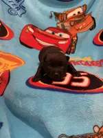 Lightning McQueen, a male Schipperke for sale in Greenwell Springs, LA – Photo 4 of 6