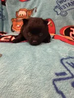 Lightning McQueen, a male Schipperke for sale in Greenwell Springs, LA – 3 of 7