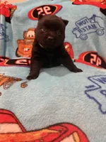 Lightning McQueen, a male Schipperke for sale in Greenwell Springs, LA – 5 of 7