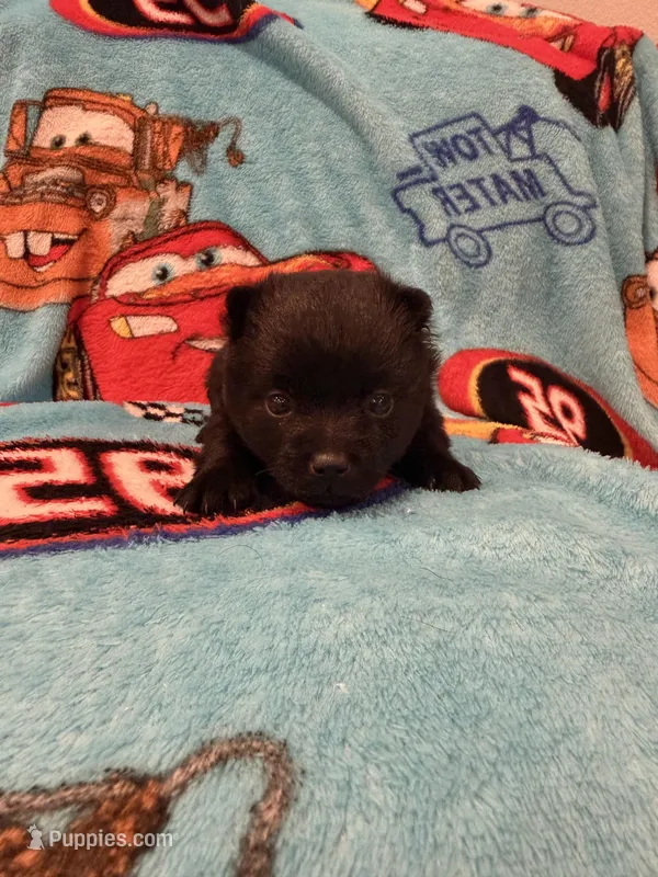 Lightning McQueen – Schipperke puppy for sale in Greenwell Springs, LA