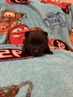 Lightning McQueen, a male Schipperke for sale in Greenwell Springs, LA – 1 of 7
