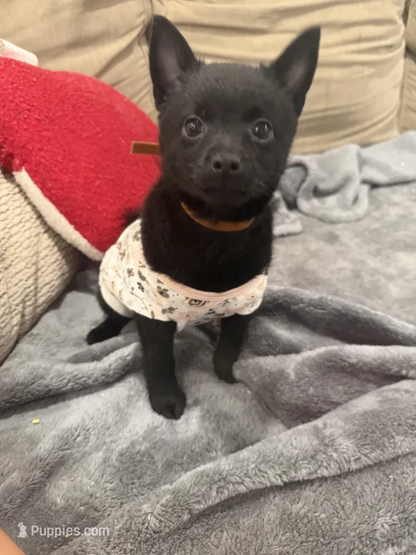 Sally – Schipperke puppy for sale in Greenwell Springs, LA