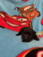 Lizzie , a female Schipperke for sale in Greenwell Springs, LA – Photo 3 of 5