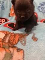 Lizzie , a female Schipperke for sale in Greenwell Springs, LA – 5 of 6