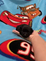 Lizzie , a female Schipperke for sale in Greenwell Springs, LA – Photo 2 of 5