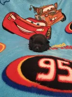 Lizzie , a female Schipperke for sale in Greenwell Springs, LA – Photo 1 of 5