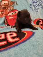 Lizzie , a female Schipperke for sale in Greenwell Springs, LA – 4 of 6