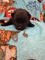 Lizzie , a female Schipperke for sale in Greenwell Springs, LA – 2 of 6