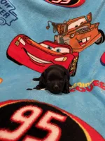 Lizzie , a female Schipperke for sale in Greenwell Springs, LA – Photo 5 of 5