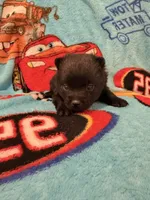 Lizzie , a female Schipperke for sale in Greenwell Springs, LA – 3 of 6