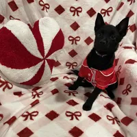Summer, a female Schipperke for sale in Greenwell Springs, LA – Photo 1 of 4