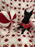 Summer, a female Schipperke for sale in Greenwell Springs, LA – Photo 1 of 4