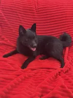Summer, a female Schipperke for sale in Greenwell Springs, LA – 3 of 4