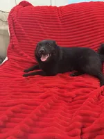 Summer, a female Schipperke for sale in Greenwell Springs, LA – 4 of 4