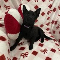 Summer, a female Schipperke for sale in Greenwell Springs, LA – Photo 4 of 4