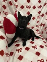 Summer, a female Schipperke for sale in Greenwell Springs, LA – Photo 4 of 4