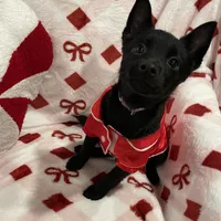 Summer, a female Schipperke for sale in Greenwell Springs, LA – Photo 3 of 4