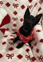 Summer, a female Schipperke for sale in Greenwell Springs, LA – Photo 3 of 4