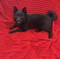 Summer, a female Schipperke for sale in Greenwell Springs, LA – 2 of 4