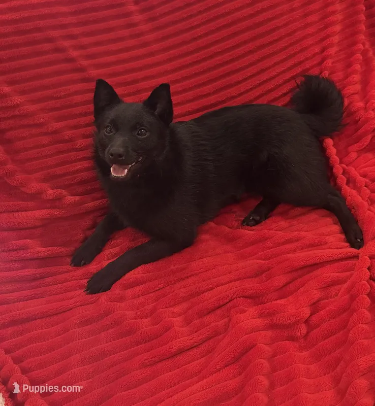 Summer – Schipperke puppy for sale in Greenwell Springs, LA