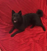 Summer, a female Schipperke for sale in Greenwell Springs, LA – 1 of 4
