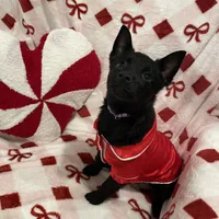 Summer, a female Schipperke for sale in Greenwell Springs, LA – Photo 2 of 4