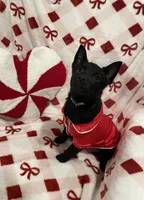 Summer, a female Schipperke for sale in Greenwell Springs, LA – Photo 2 of 4