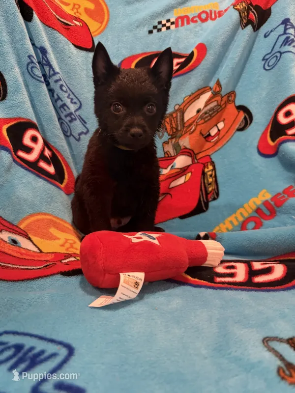 Lightning McQueen – Schipperke puppy for sale in Greenwell Springs, LA