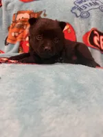 Mater , a male Schipperke for sale in Greenwell Springs, LA – 4 of 6