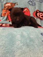 Mater , a male Schipperke for sale in Greenwell Springs, LA – 3 of 6