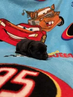 Mater , a male Schipperke for sale in Greenwell Springs, LA – Photo 3 of 4