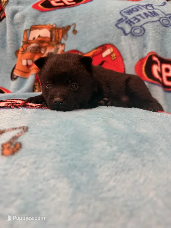 Mater  – Schipperke puppy for sale in Greenwell Springs, LA