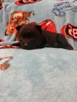 Mater , a male Schipperke for sale in Greenwell Springs, LA – 1 of 6
