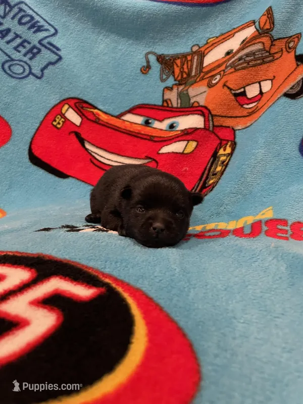 Mater  – Schipperke puppy for sale in Greenwell Springs, LA