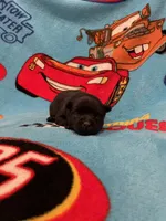 Mater , a male Schipperke for sale in Greenwell Springs, LA – Photo 1 of 4