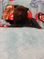 Mater , a male Schipperke for sale in Greenwell Springs, LA – 5 of 6