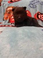 Mater , a male Schipperke for sale in Greenwell Springs, LA – 2 of 6