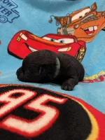 Mater , a male Schipperke for sale in Greenwell Springs, LA – Photo 4 of 4