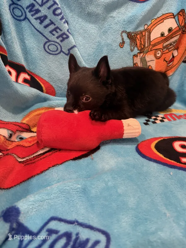 Lizzie  – Schipperke puppy for sale in Greenwell Springs, LA