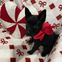 Lady, a female Schipperke for sale in Greenwell Springs, LA – Photo 4 of 4