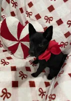 Lady, a female Schipperke for sale in Greenwell Springs, LA – Photo 4 of 4