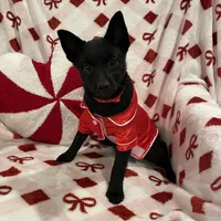 Lady, a female Schipperke for sale in Greenwell Springs, LA – Photo 1 of 4