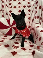 Lady, a female Schipperke for sale in Greenwell Springs, LA – Photo 1 of 4