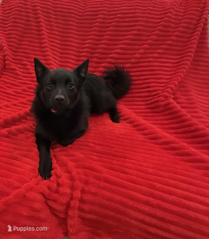 Lady – Schipperke puppy for sale in Greenwell Springs, LA